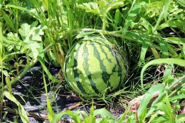 スイカ
